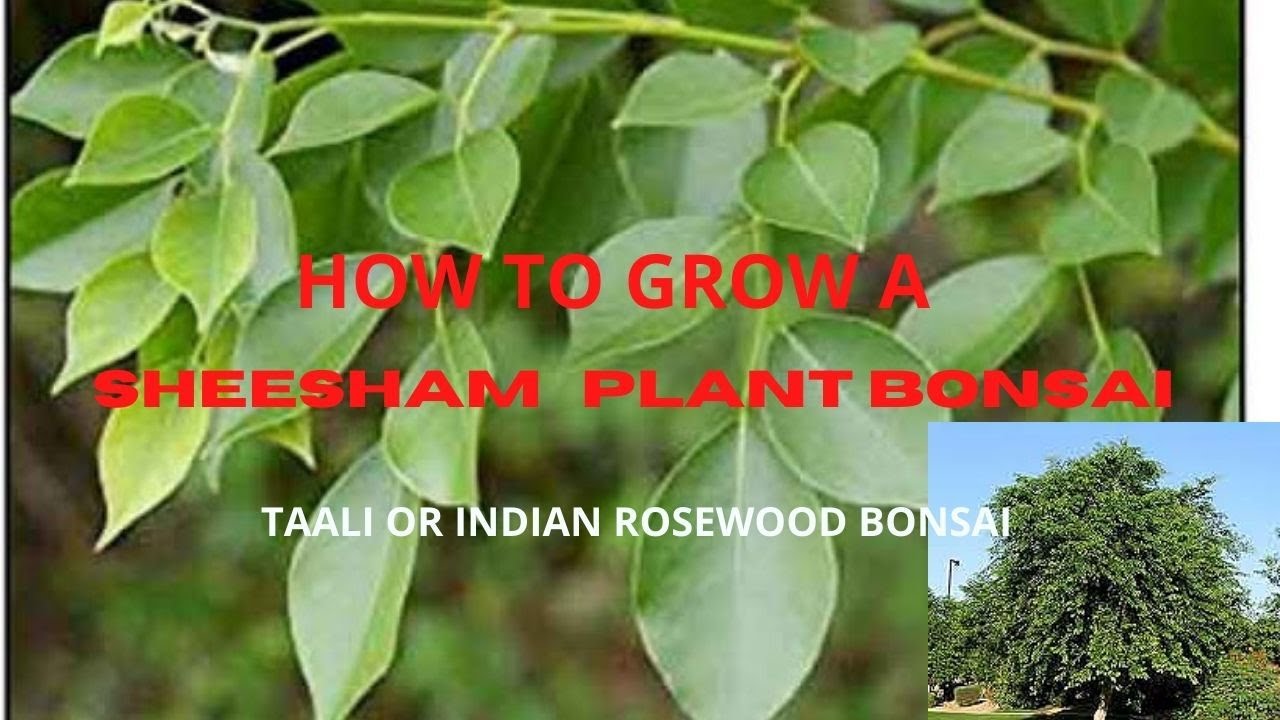 Grow sheesham / taali plant as bonsai how to grow dalbergia sissoo