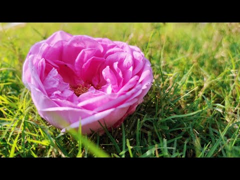 Beautiful nature with Relaxing Music Flowers can dance, Beauty of nature || Random video on internet