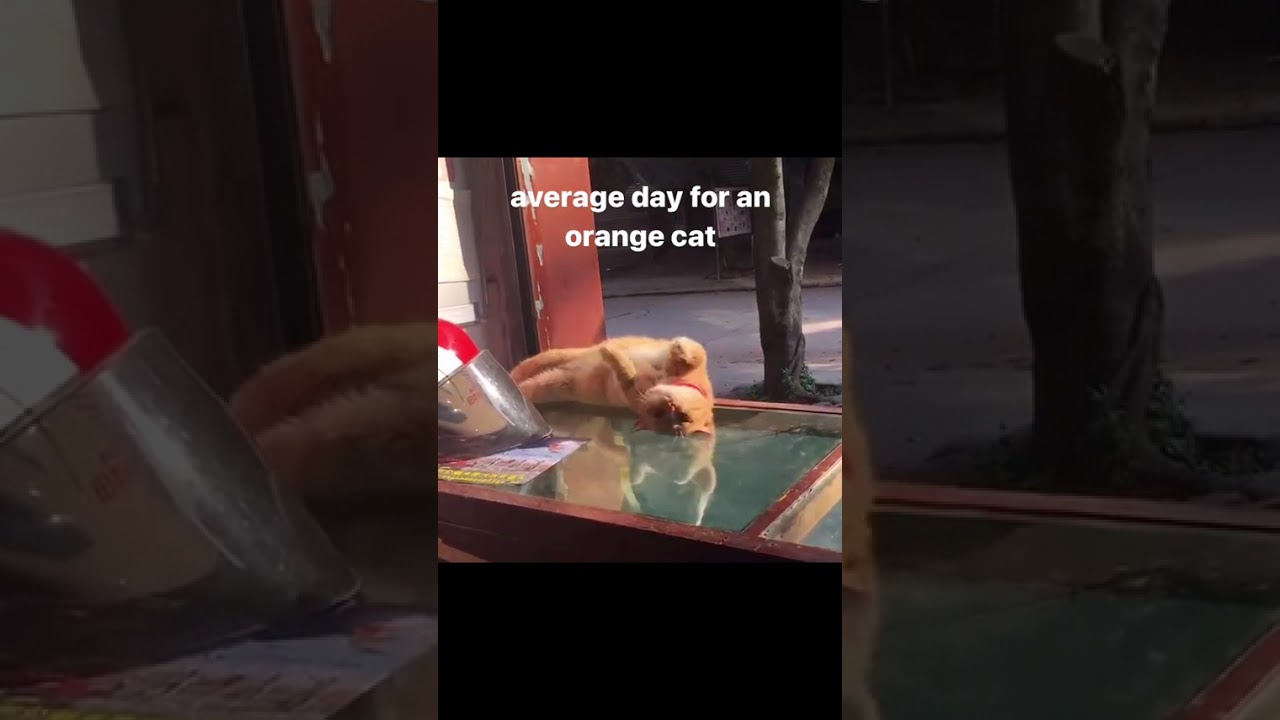 the tiny paws in the air 😭

-
-
-
- credit: unknown (We do not claim ownership of this video,