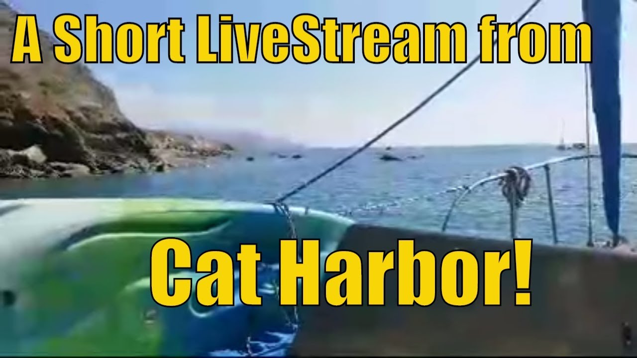 Live! Cat Harbor In The Afternoon