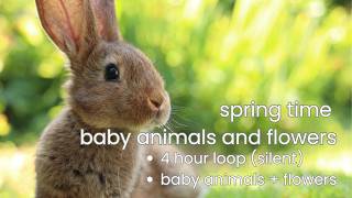 Baby Animals & Spring Flowers Background 🌸 4 Hour Easter & Spring Ambience | Cute Farm Animals Loop