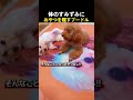 体のすみずみにおやつを隠すプードル