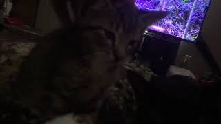 Me, Midnight (the black cat), and Tigger (the tabby cat)