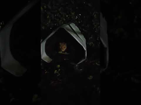 집사가 걸어가자 뛰어나가는 집을이사한 주인공 고양이~#동물농장 #주인공#길고양이