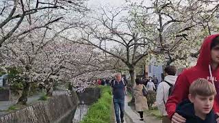 2024-04-05 Kyoto Japan - Philosopher&#39;s Path: Cherry Blossoms in Full Bloom