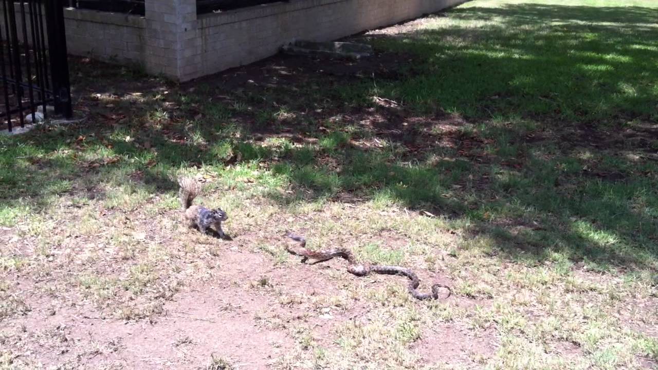 Rat Snake vs Squirrel