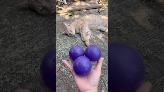 Marble run 🔴 red balls #satisfying #asmr #cat #marblerun #cute #kucinglucu
