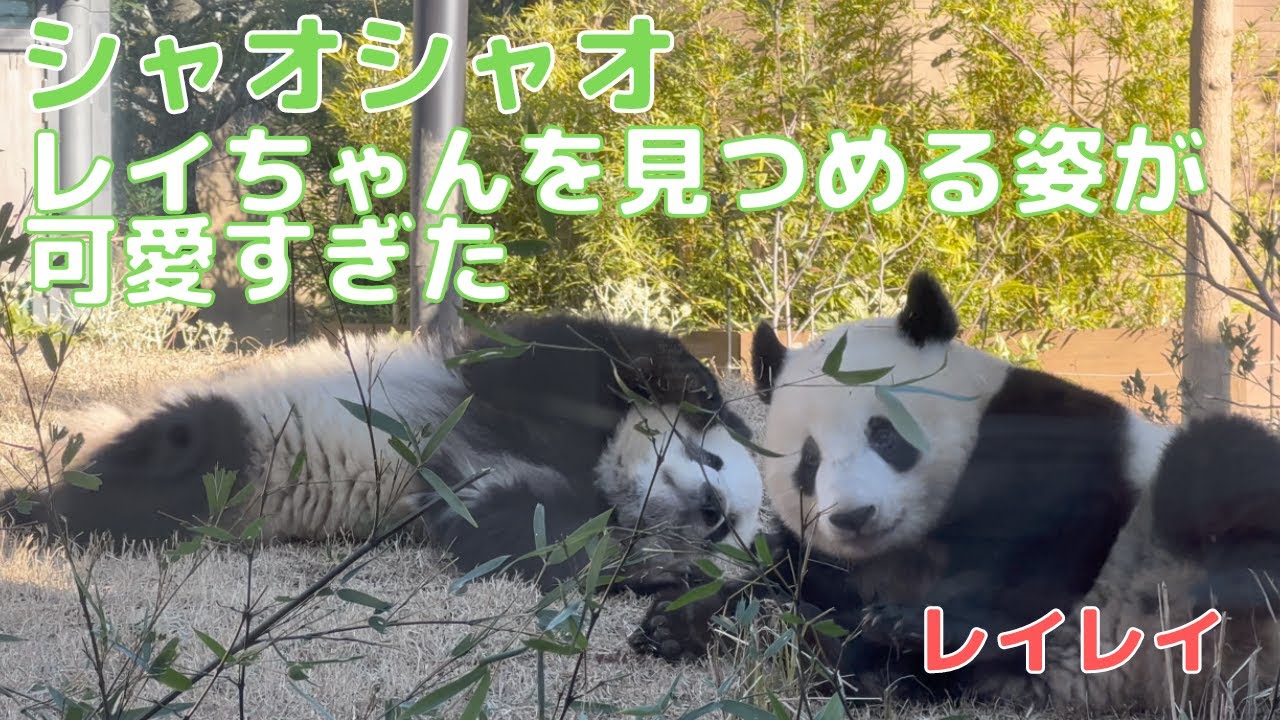 2/23① シャオシャオとレイレイ】双子でダンゴムシ状態に😂朝からわ