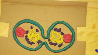 Stages of Mitosis - Stop Motion