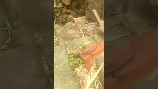 kadal yang di makan kucing