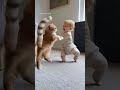 Toddler and Kitten Have the Cutest Play Fight Ever 😻 #amazinganimals #animals #animaladjustment