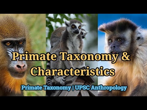Primates: Taxonomy & Characteristics | Biological Anthropology UPSC YouTube thumbnail