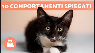 10 COMPORTAMENTI dei GATTI spiegati ❓