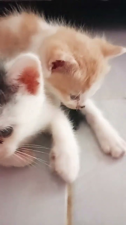 uting uting kakak