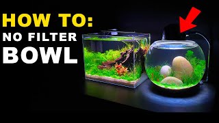 HOW TO: NO FILTER BOWL AQUARIUM SETUP || MD FISH TANKS