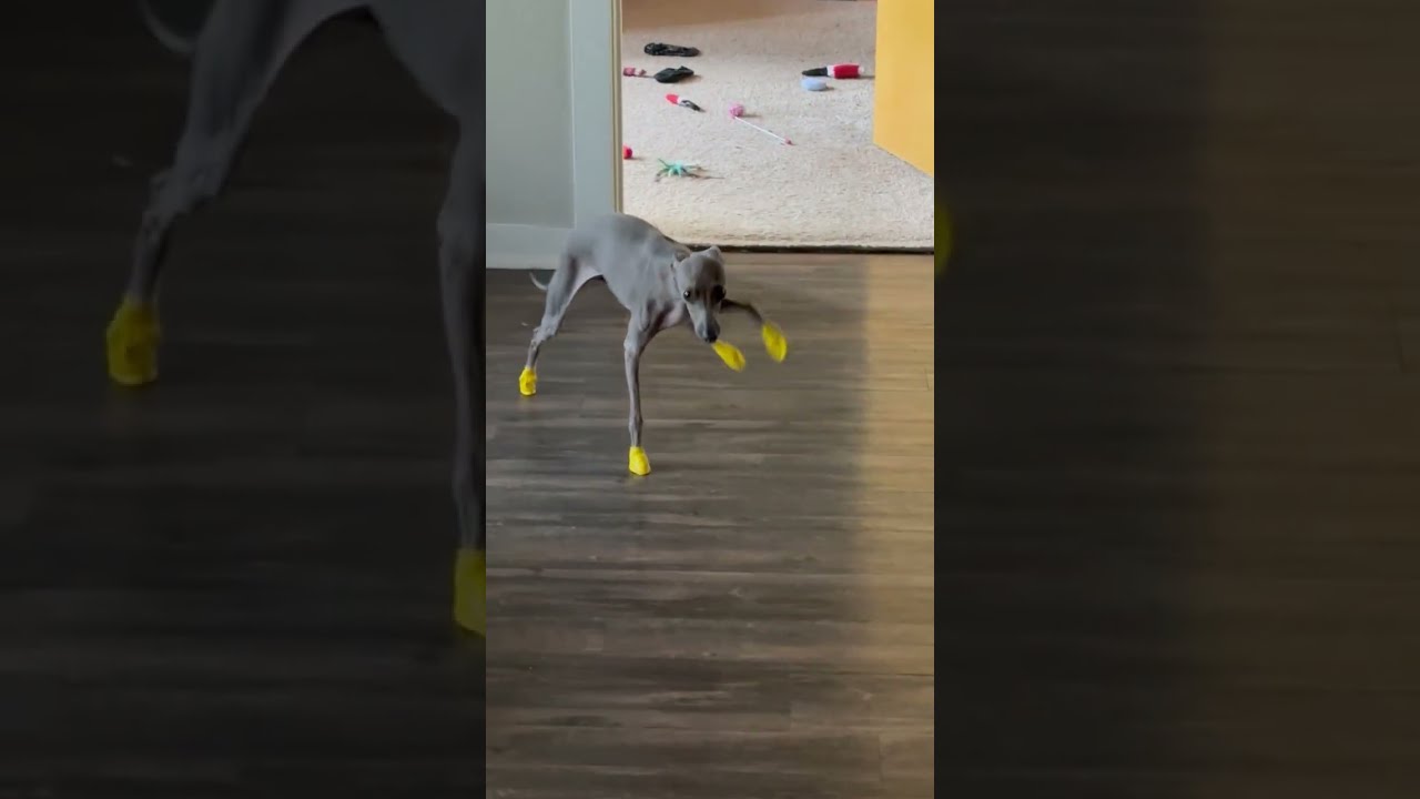 Gotta Keep Those Toes Protected
