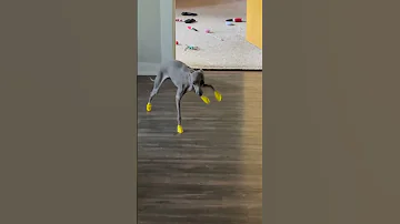 Gotta Keep Those Toes Protected 