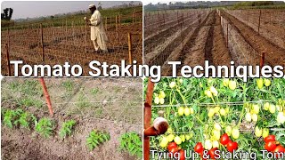 Tomato staking techniques | tomato trellis | tomato staking | bamboo trellis | staking tomato plants