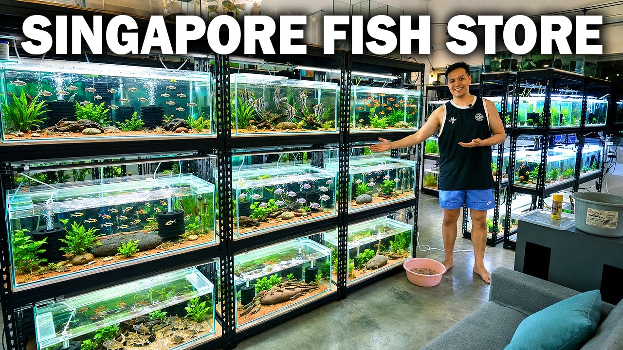Singapore Fish Store Tour! Rare Fish & Shrimp!