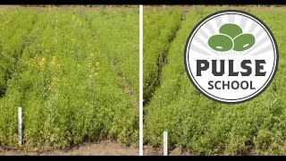 Pulse School: Herbicide layering in lentils