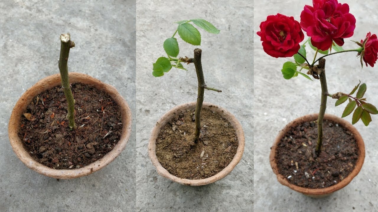 Actualizar 88+ imagem como plantar uma rosa - br.thptnganamst.edu.vn