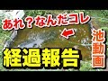 【庭の池】池の経過報告 なんか入ってるぞ！？ #13 2017.8.13