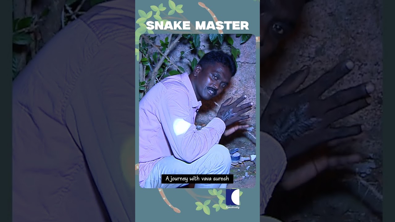 A small but venomous snake found in a wall hole