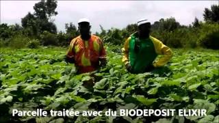 RESULTAT DU BIODEPOSIT SUR LE GOMBO