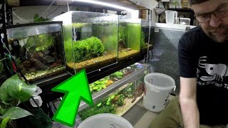 How to Selectively Breed Shrimp for Color, Genetics, and Line Purity | Full Culling and Acclimation