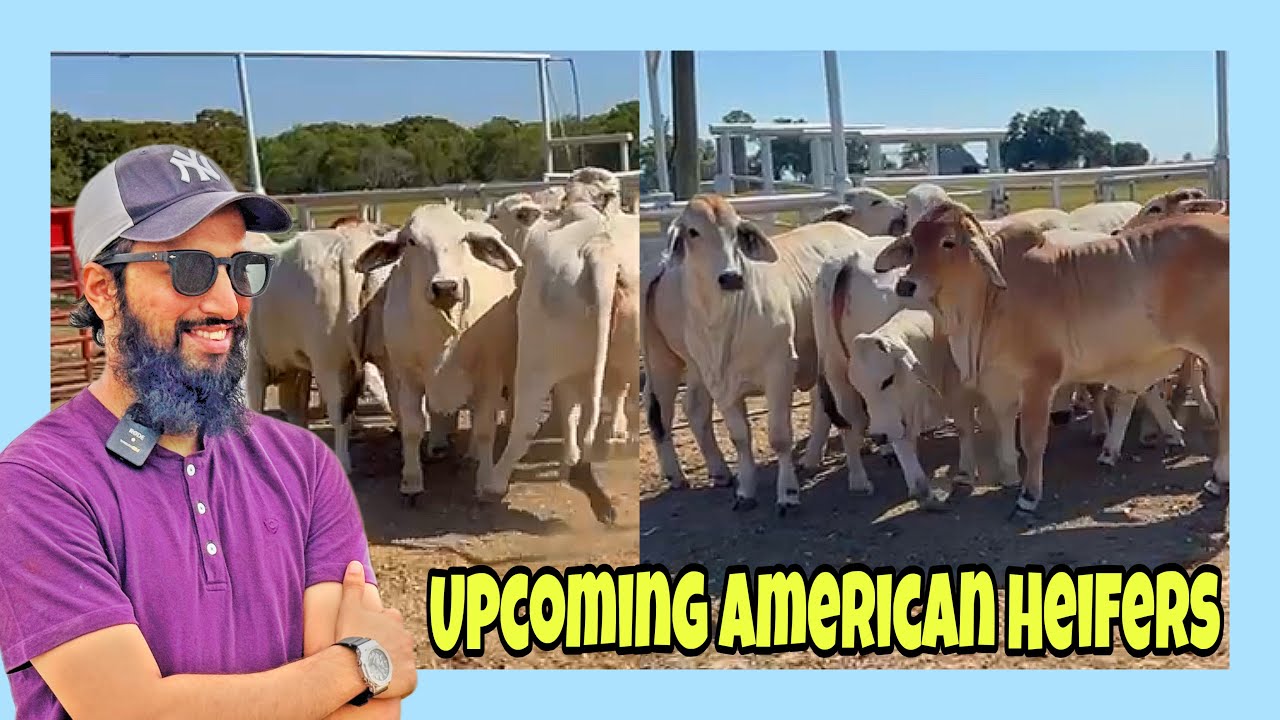 Представляем перспективных отобранных телок | Vitagene и KCF расширяют свою программу разведения ...