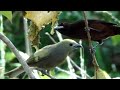 Pássaro Sanhaço-verde comendo graviola