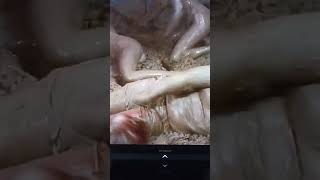 Stripes Ox Mud Wrestling