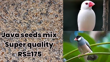 Best seed mix for java bird | how to prepare seed mix for java sparrow | java bird food | 2025 #java