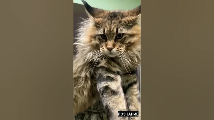 Video 11824191: maine coon, cat breed