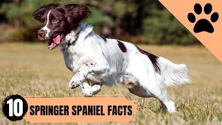 Springer Spaniel  Top 10 Facts