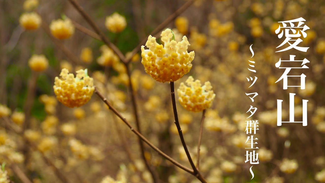 愛宕山 登山 ミツマタの花が咲き誇る群生地へ 関西登山記 Youtube