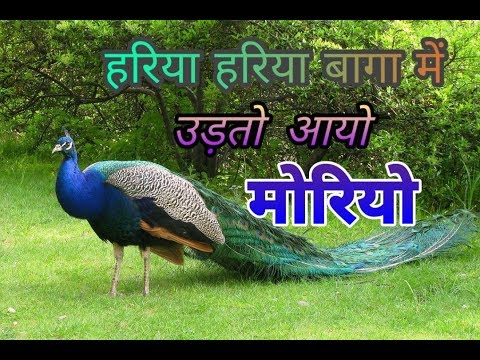 Hariya Re Hariya Baga Main Udto Aayo Moryo |Fullscreen Whatapps Status Video| VsMedia Status|