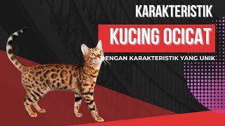 Characteristics of Ocicat Cats#catsocicat#characteristicsofocicatcats