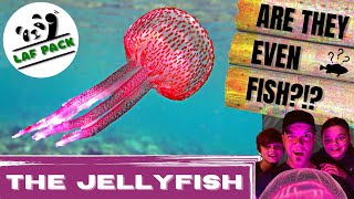 OTHERWORLDLY Facts About THE JELLYFISH | How Do Jellyfish STING? | Laf Pack