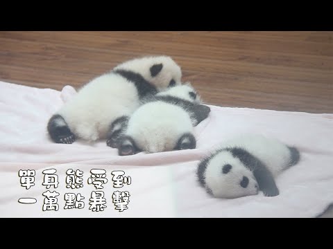 《熊貓早晚安》單身狗慎點！視頻內含來自CP的一萬點暴擊~| iPanda