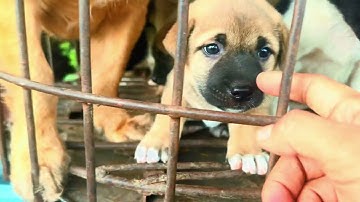 Cứ nuôi không triệt sản rồi bán như món hàng số tụi nhỏ thiệt khổ