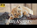 Top 100 Cutest Baby Animals With Relaxing Music, Soothing Music - Scenic Relaxation Film