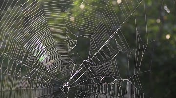 A Barn Spider Takes DOWN Her Web [NARRATED]