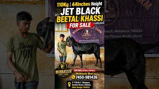 110Kg 44Inches Height Jet Black Beetal Khassi #goat #beetalgoat #bakra #bakraeid #viralgoat #shorts