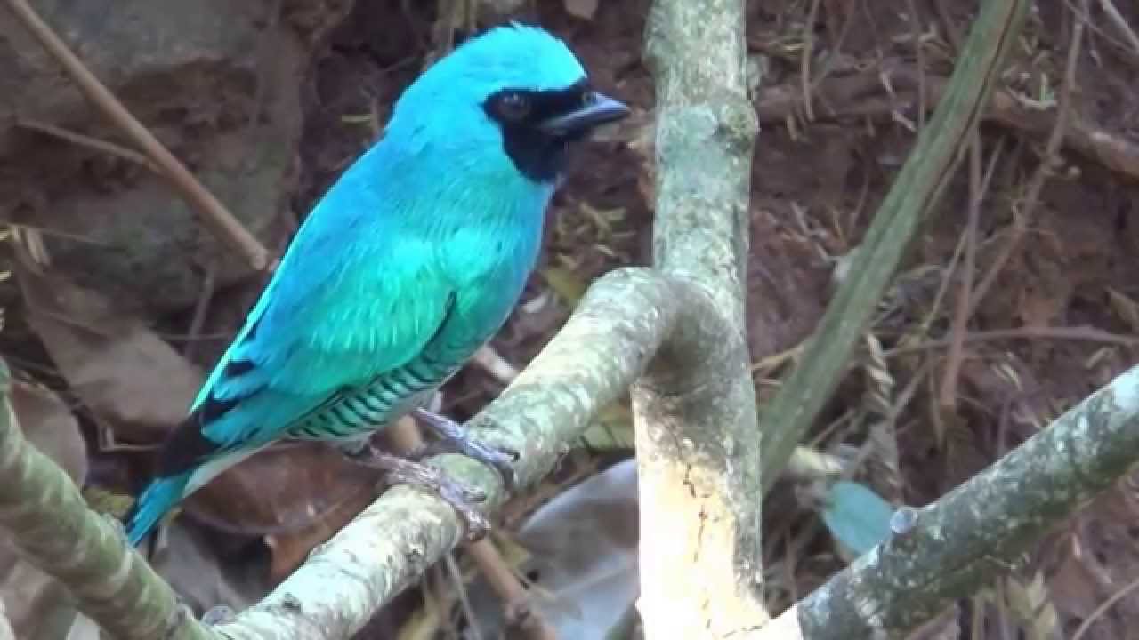 Casal de Saí andorinha, Tersina viridis, Swallow Tanager, 