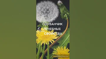 ОДУВАНЧИК   ЛЕЧЕБНЫЕ  СВОЙСТВА
