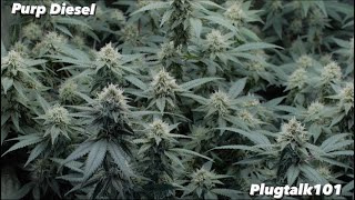 Purple Diesel Day 35 / The Flower Last Top Dress.. Hopefully (Ep. 31) SF1000 Organic 2x2 Grow