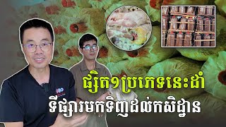 មិនពិបាករកទីផ្សារទេ​ ផ្សិត១ប្រភេទនេះមានតម្រូវការខ្ពស់ណាស់!