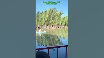 Rừng dừa biển Mỹ Khê. #datnenquangngai