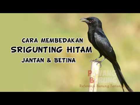 Ciri Burung Srigunting Hitam Jantan Betina Youtube